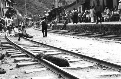 A Sleeping Dog at Aguas Calientes, Peru