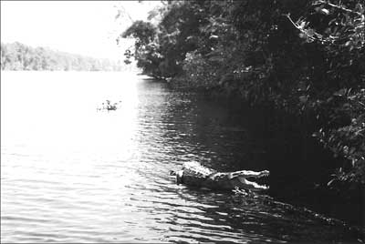 Wild Basking Crocodile, Torteguero, Costa Rica