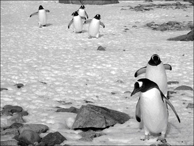 Follow the leader, Peterman Island, Antarctica