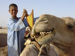 camel teeth and trainer, Timbuktu, Mali, Africa