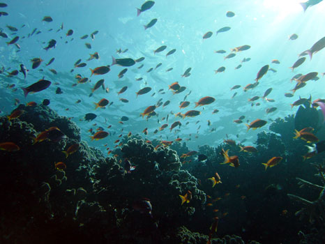 Fiji Diving