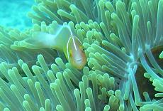 Diving off Levuka, Fiji