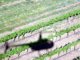 Vineyards near Adelaide, Australia