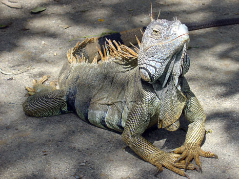 Honduras Iguana