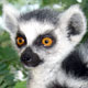 lemur in Toliara, Madagascar