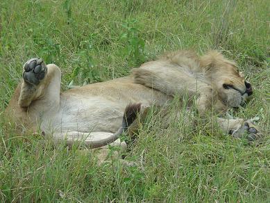 relaxing lion, Tanzania