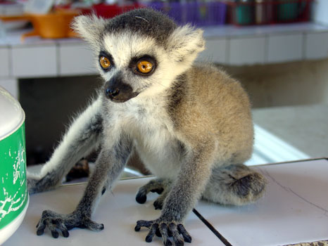 Madagascar Lemur