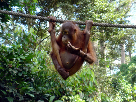Malaysian Orangutan