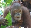 orangutang in Sabah, Borneo