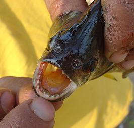 Piranha Fishing, Pantanal, Brazil