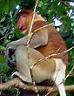 proboscis monkey, Sabah, Borneo