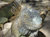 Iguanas in Honduras