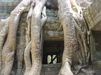 Trees Strangling Ruins Cambodia