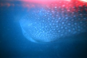 Whale Shark Head