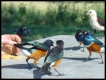 Random image